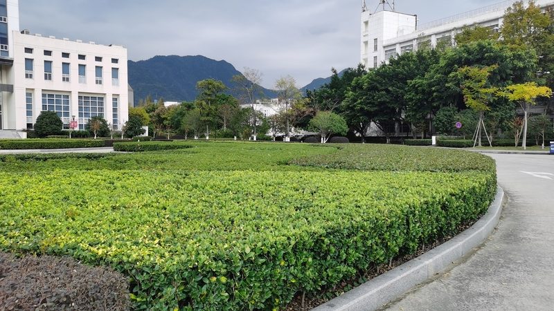 成都运动场草坪铺设尺寸：尺寸与成本的关系深度解析